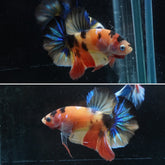 #2 (New Arrival) Candy Tiger Nemo Koi Male Plakat Betta Fish - High Quality Live Aquarium Male Betta Fish